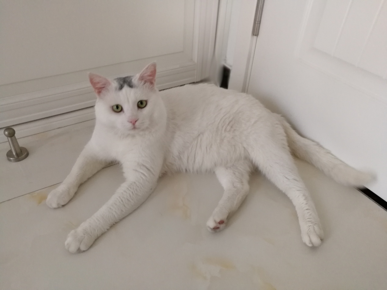 把流浪猫带回来应该怎么养,如何将流浪猫带回家并且将它驯服