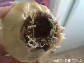 风信子种球发霉了怎么补救,刚买回来的风信子种球怎么处理