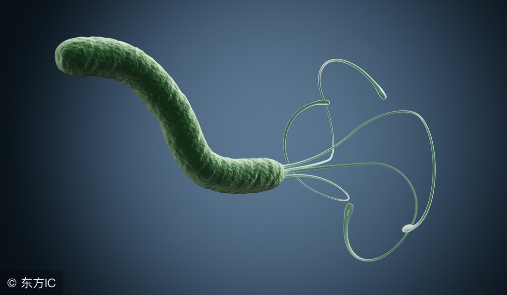 幽门螺杆菌究竟是什么？今天终于明白