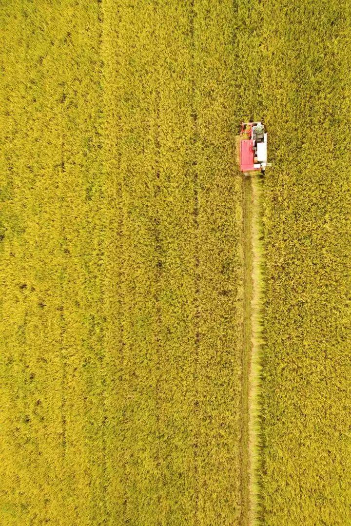 什么是中国传统文化,什么是中国文化