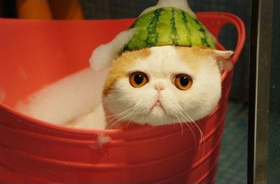 新房装修燃气热水器怎么使用,装修十大坑燃气热水器