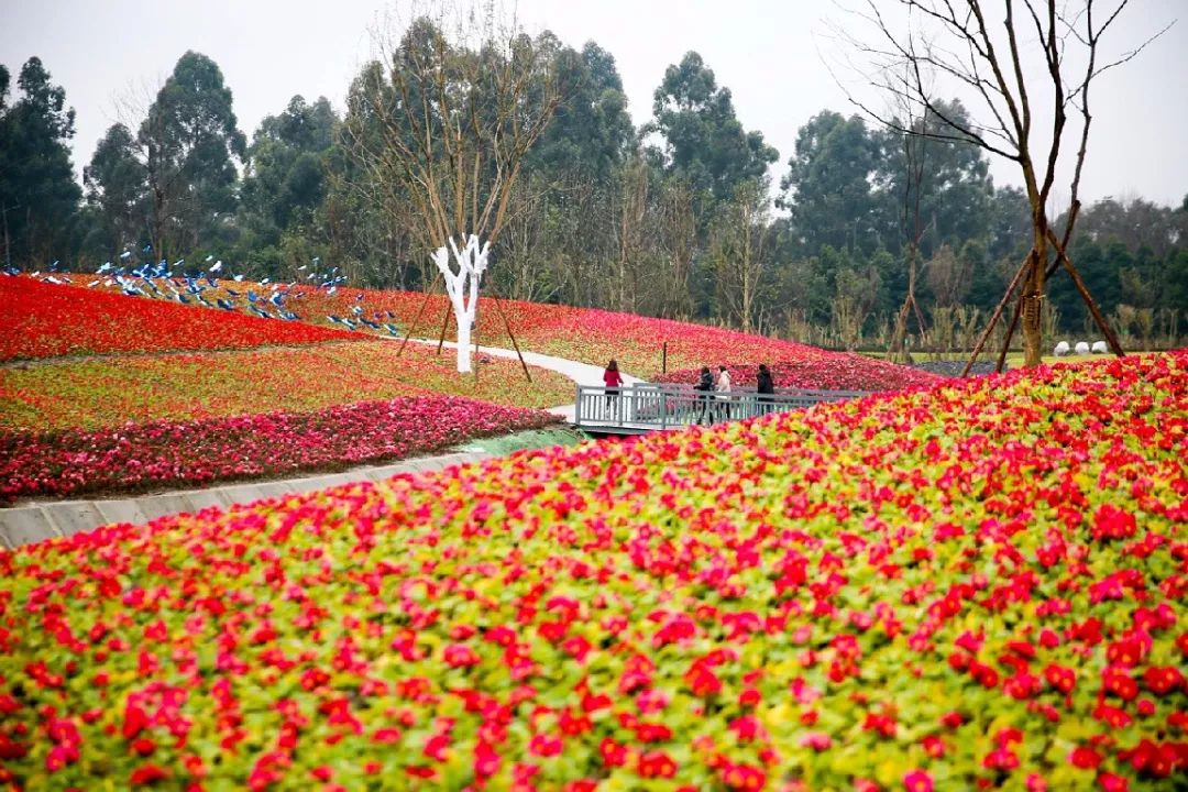 国庆大假成都周边哪里玩一天,成都绿道步行攻略都在这