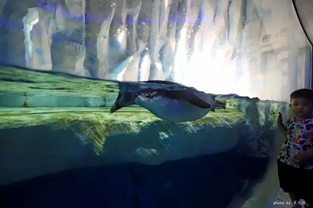 乘高铁游香港快捷又方便,坐高铁怎么样去珠海长隆海洋乐园