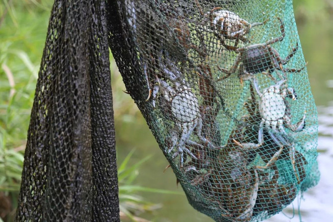 江南旅游注意事项及出行指南,旅游江南水乡