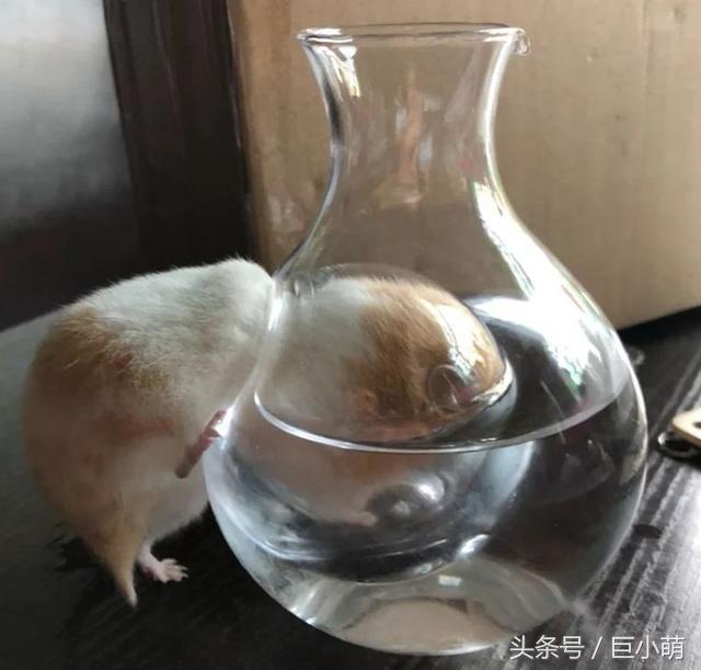 妹子给仓鼠网购玩具,收货以后却哭笑不得,大小不适合到底得怪谁