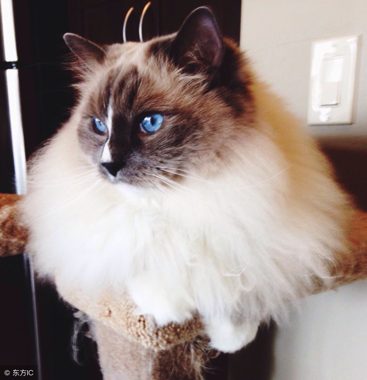 布偶猫的铲屎官们，你们饲养主子的方式对吗？