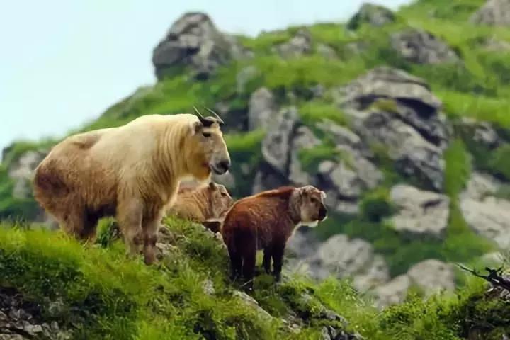 西安出发秦岭最美秋景自驾环线游,西安出发一小时深藏秦岭山水秘境