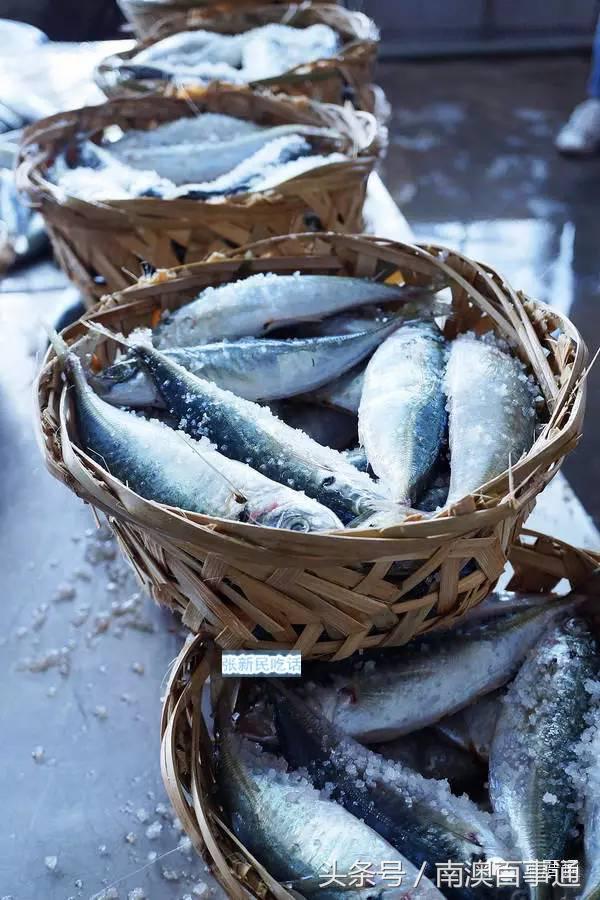 潮汕说的熟鱼和巴浪鱼有什么区别,巴浪鱼只有闽南粤东才有吗