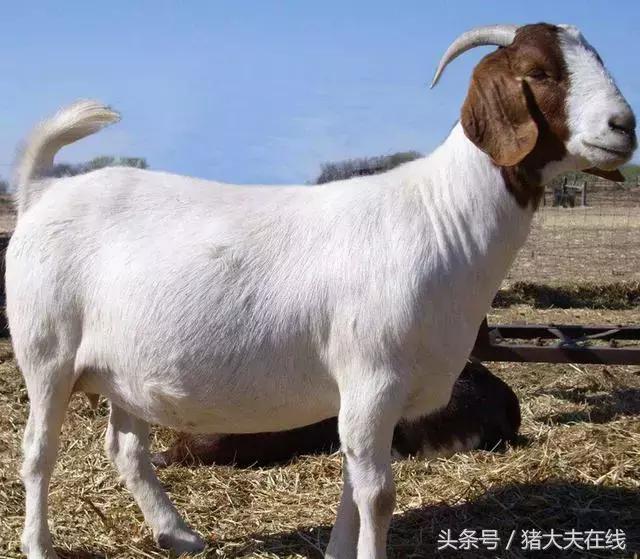 这么多羊看看你养的是哪一种?其他的你又认识几种?