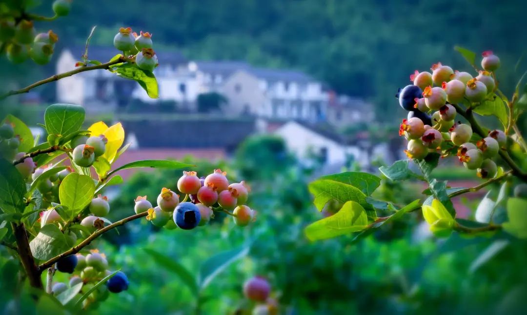 全国十大示范村名单,湖南100个农村特色示范村视频