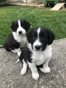 一只治愈了无数抑郁症患者的狗,最坚强的狗狗战胜癌症