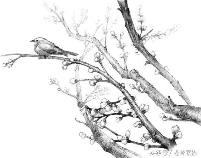 素描腊梅图片,腊梅树素描教学