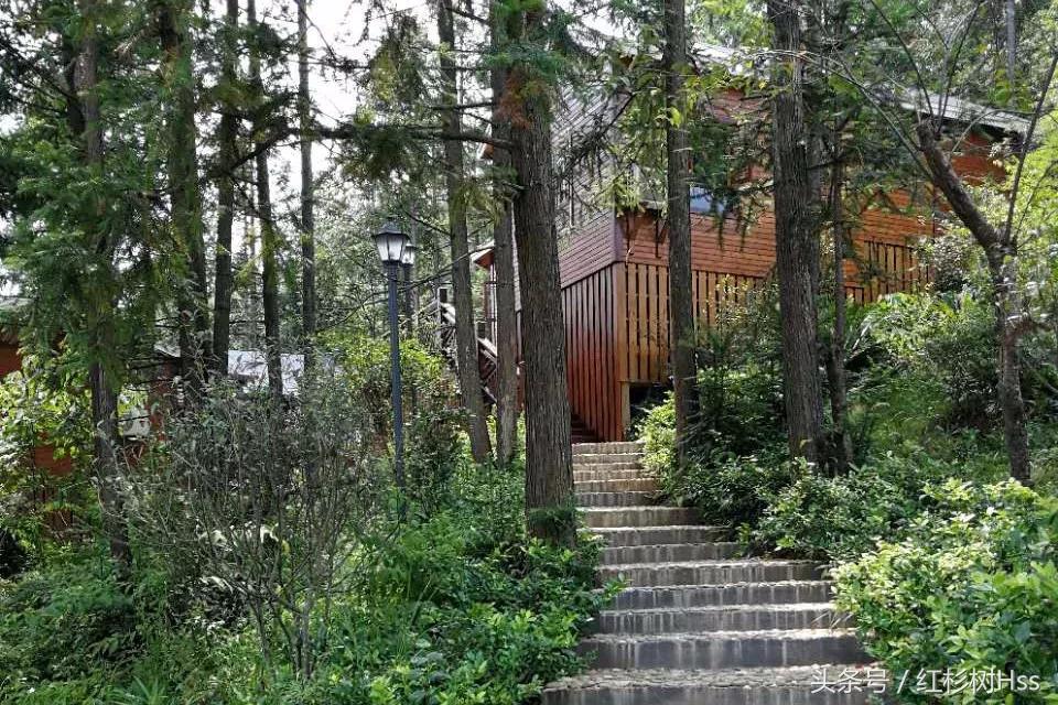 长假里，各大景点人满为患，这里怎么样呢？——森林氧吧