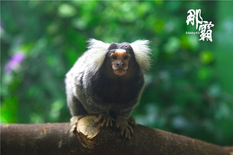神奇了，在日本那霸这个有名的店你去买鸡蛋，却逛了个真动物园