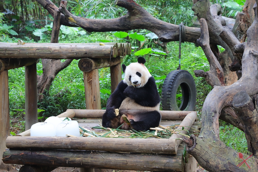 去广州长隆不住景区攻略,春节广州长隆不住园区怎么玩