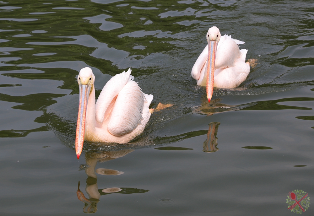 广州长隆4大乐园几天可以耍完,广州长隆野生动物世界国庆门票