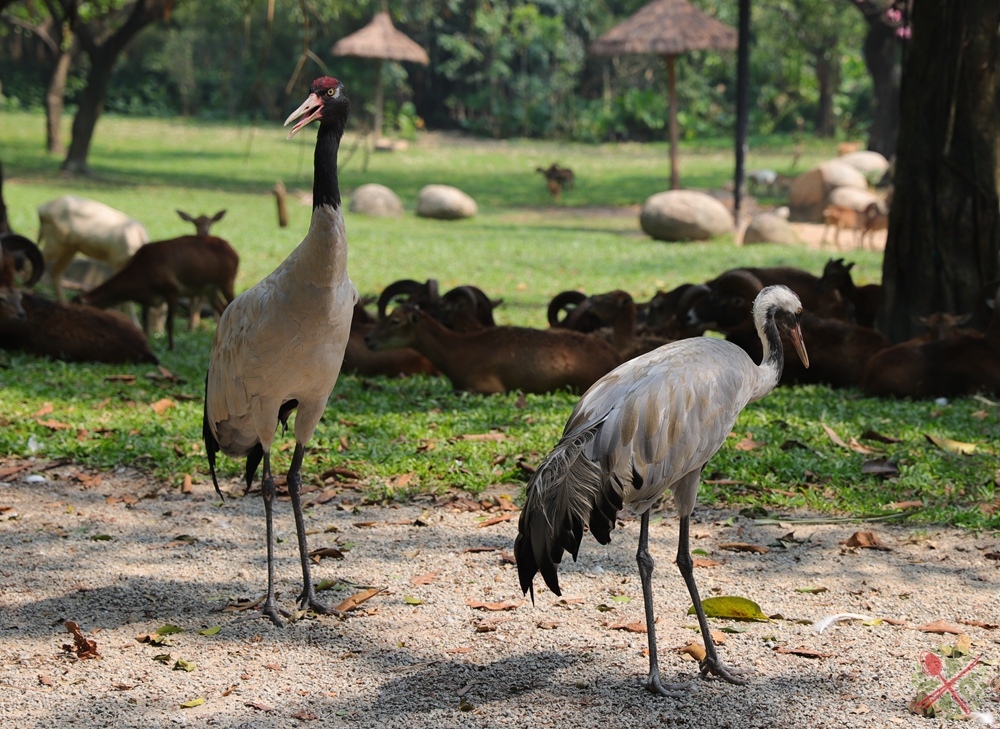去广州长隆不住景区攻略,春节广州长隆不住园区怎么玩