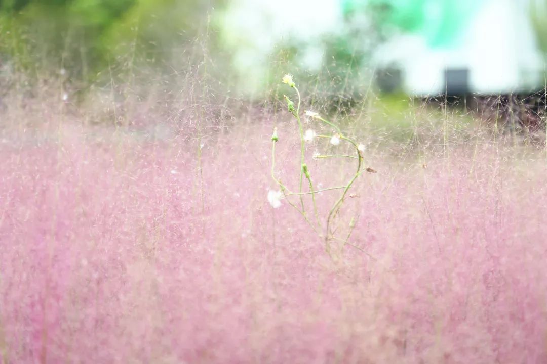 上海有个很美的公园,上海特别美而且安静的公园