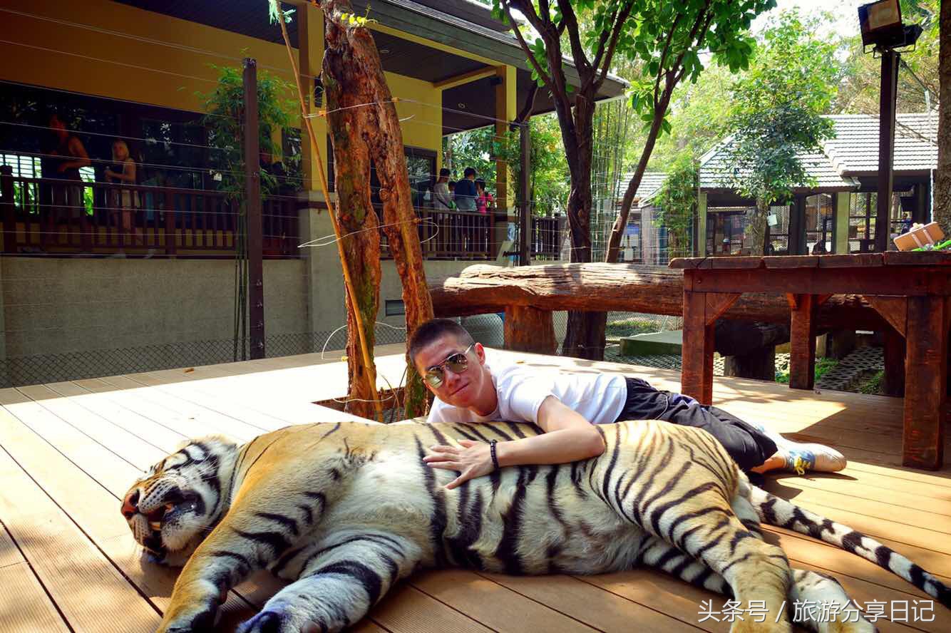 网友在泰国和老虎合影经历,泰国可以和老虎拍照的地方