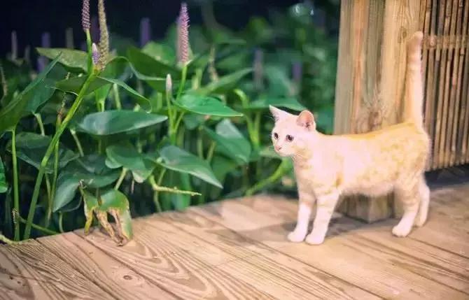 宠物友好五星级酒店,适合带宠物去的酒店