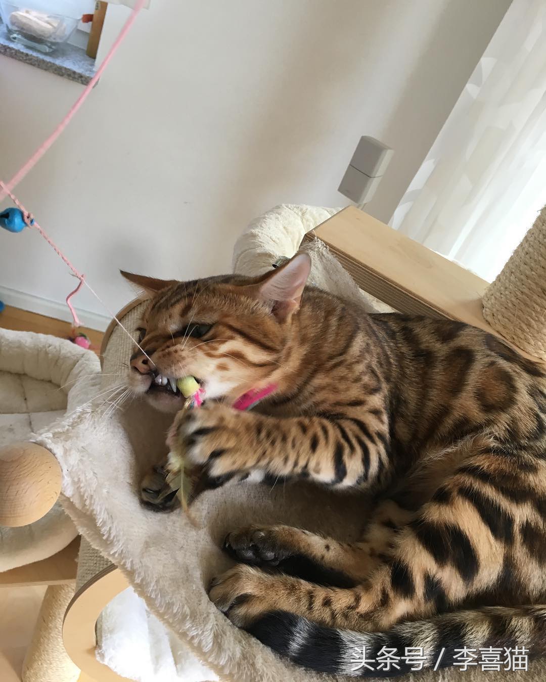 怎么不让猫咪啃数据线,让猫咪认为铲屎官很厉害的方法