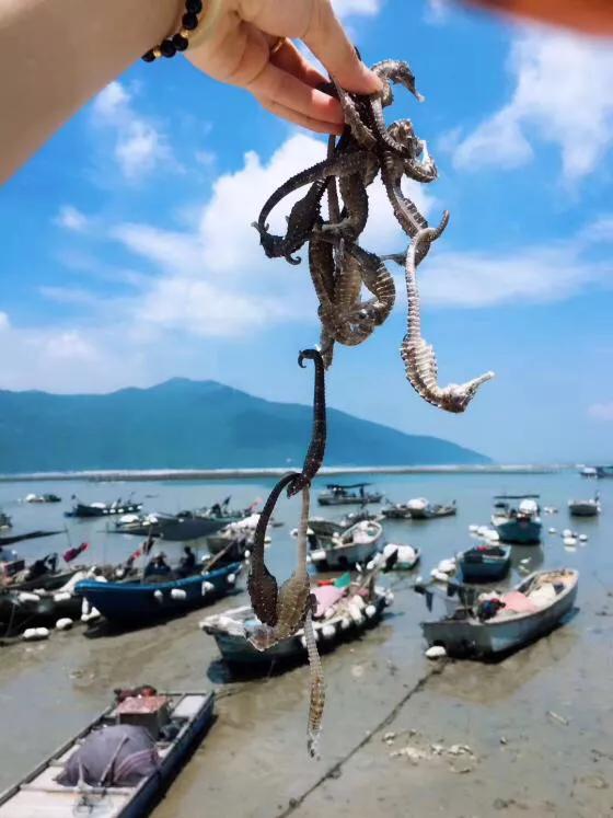 九节虾斑节虾,黑虎虾斑节虾九节虾哪个好吃