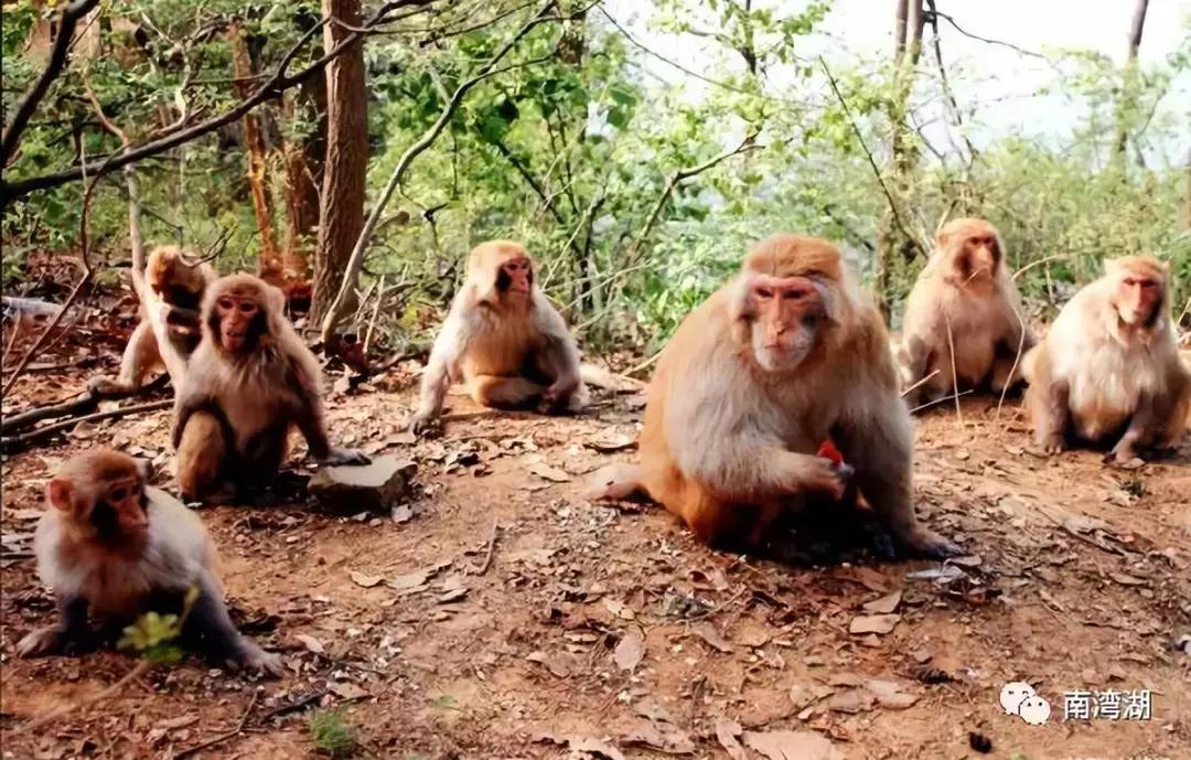 信阳十一自驾游推荐表南湾湖,十一假期旅游推荐信阳自驾游
