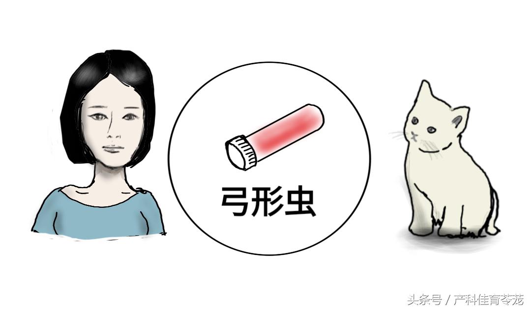 孕期感染弓形体,孕期接触狗狗一定会感染弓形虫吗