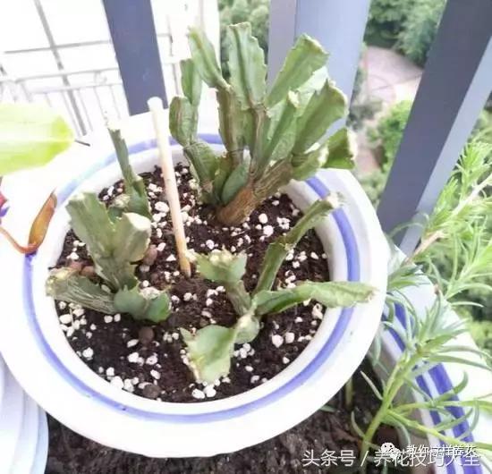 蟹爪兰长得好好的就断了怎么回事,蟹爪兰花蔫了怎么补救