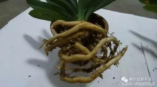 蟹爪兰长得好好的就断了怎么回事,蟹爪兰花蔫了怎么补救