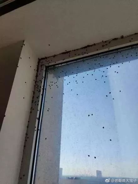 它们竟是“活农药”！一大拨可爱又烦人“花大姐”造访长春