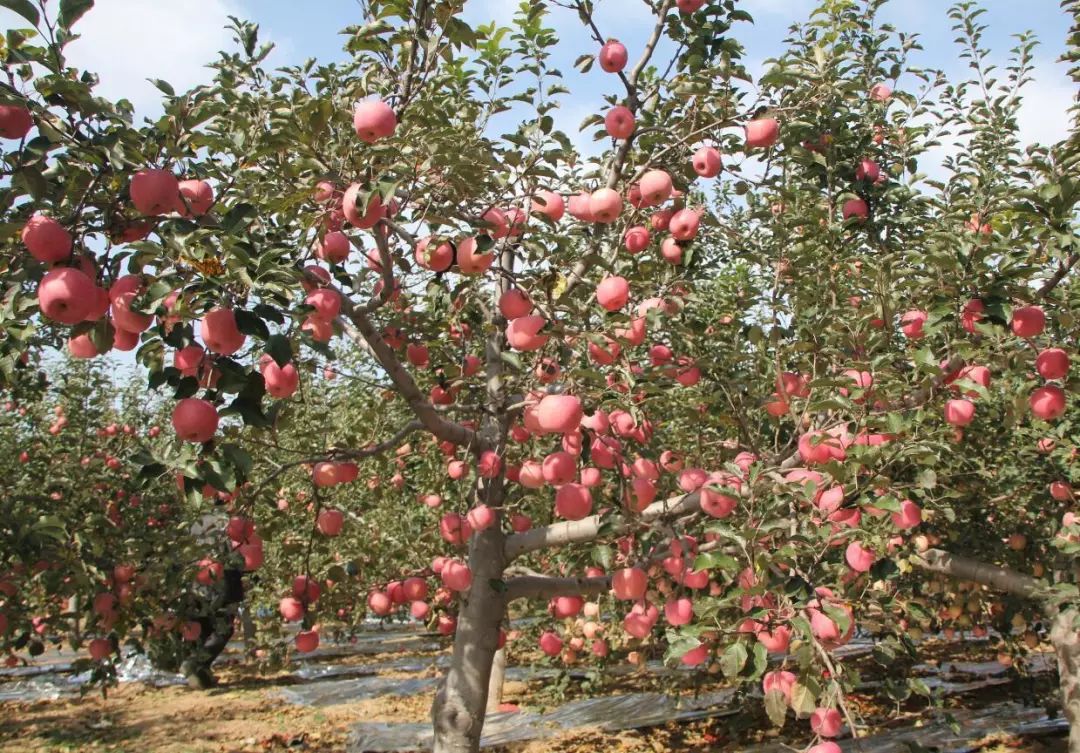 2016年国家级美丽乡村示范村名单,第一批全国100个美丽乡村名单