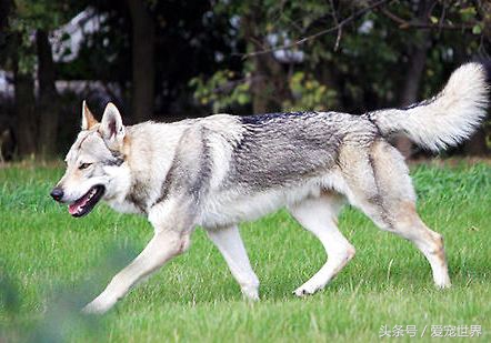 全世界上最贵的几条狗多少钱,世界上最贵的几只狗前三名