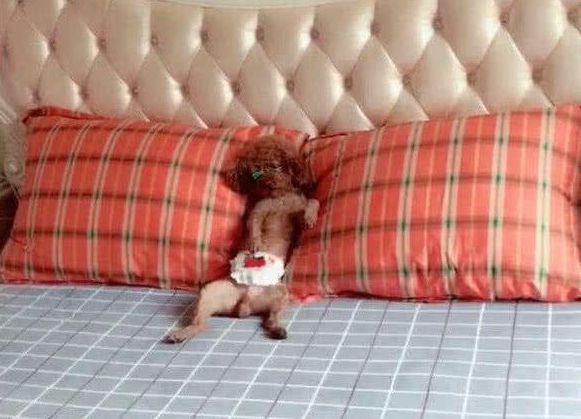 即将成精的小泰迪,小泰迪为什么成精