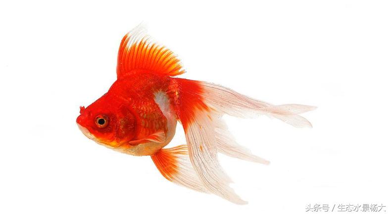 观赏鱼种类作用,什么观赏鱼寓意好