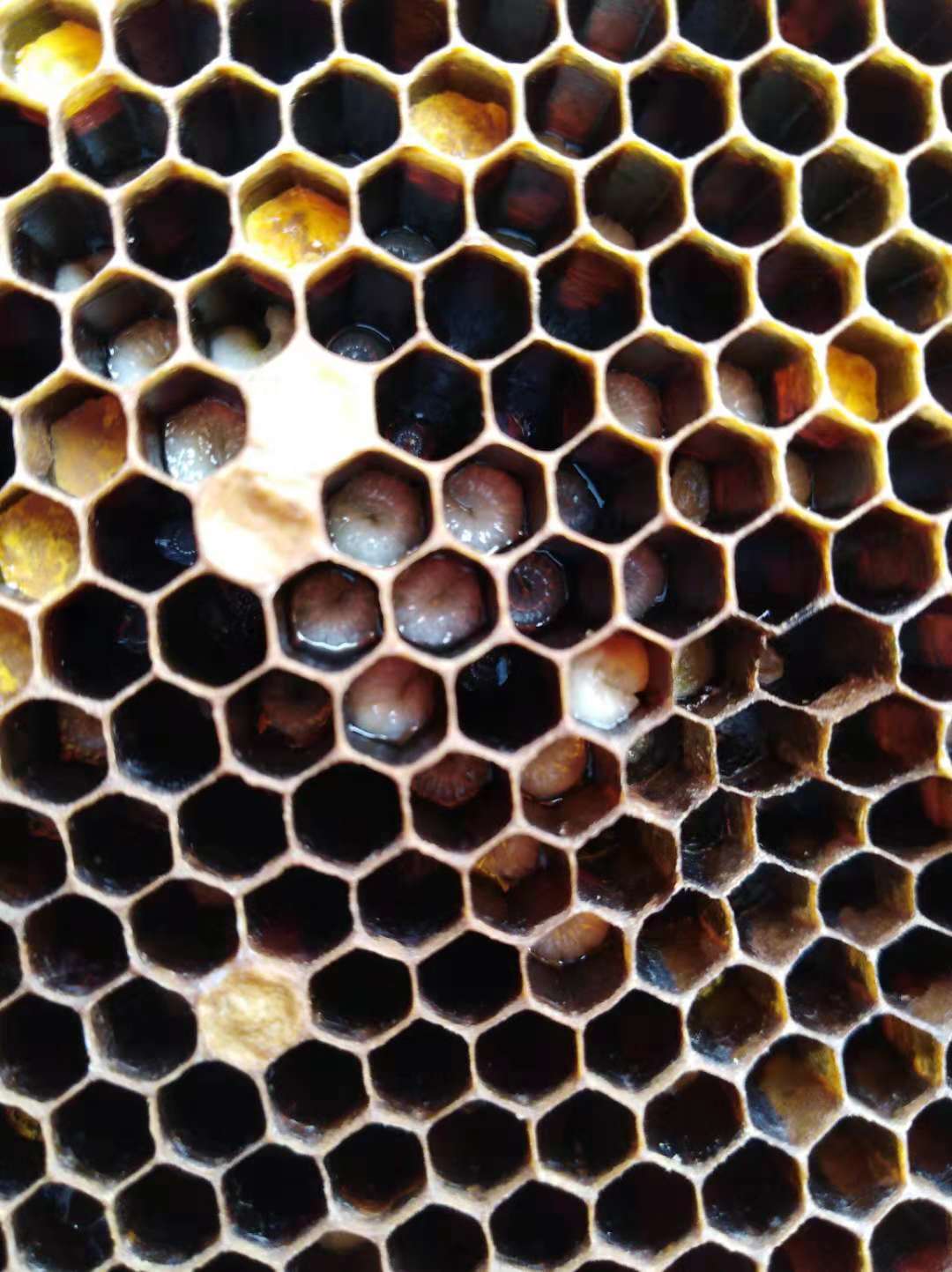 中蜂幼虫病用什么药,中蜂幼虫病的治疗方法