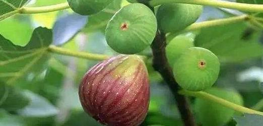 无花果的叶子干枯是啥原因,无花果的树叶发黑掉落