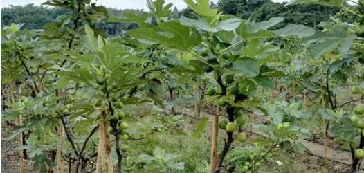 无花果的叶子干枯是啥原因,无花果的树叶发黑掉落