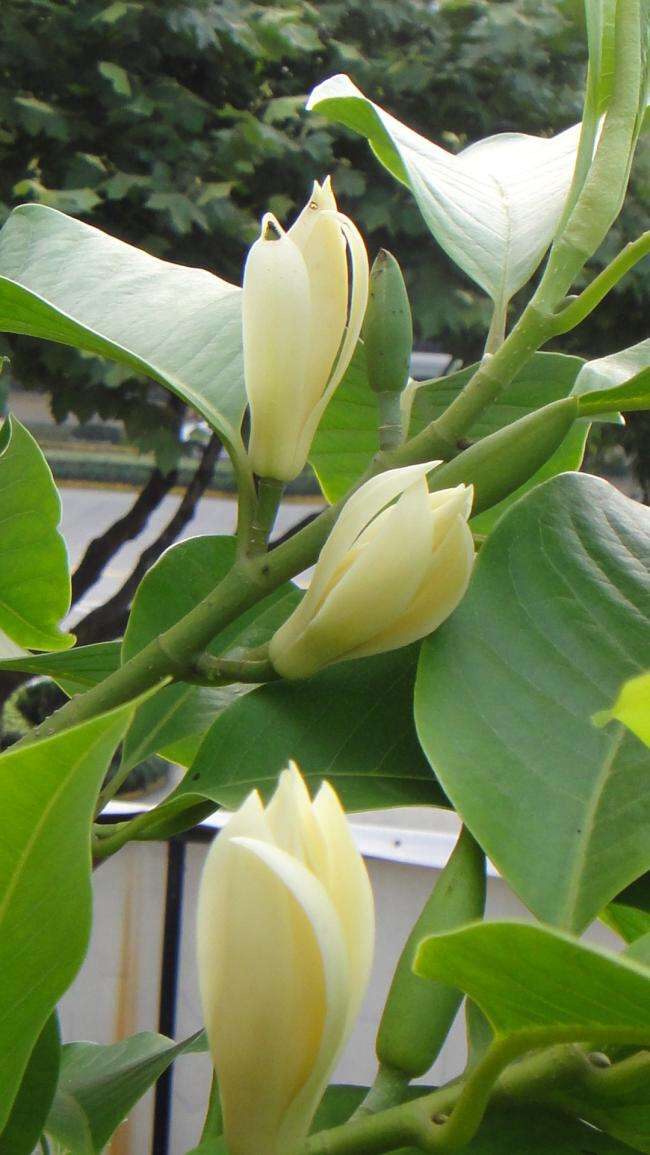 中药白兰花的功效与作用,中药材白兰花