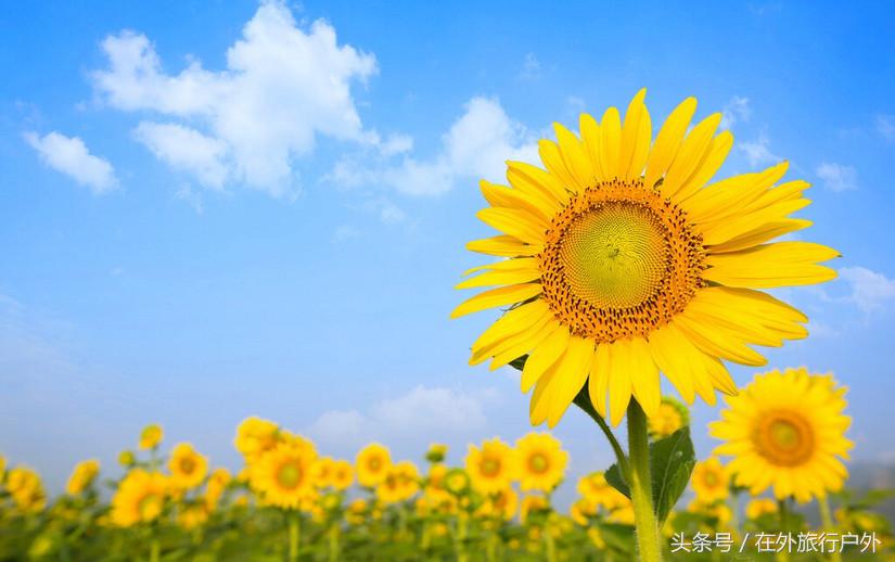 不去普罗旺斯和柬埔寨,千元飞到泰国看最美向日葵田和高棉遗址