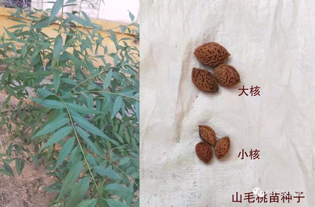 桃砧木选择,山桃砧木的优缺点
