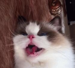 猫咪像狗一样吐舌头正常吗,猫咪怎么像狗一样吐舌头