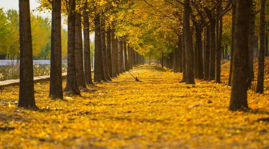 桂花香，残荷，银杏，宁波的秋天