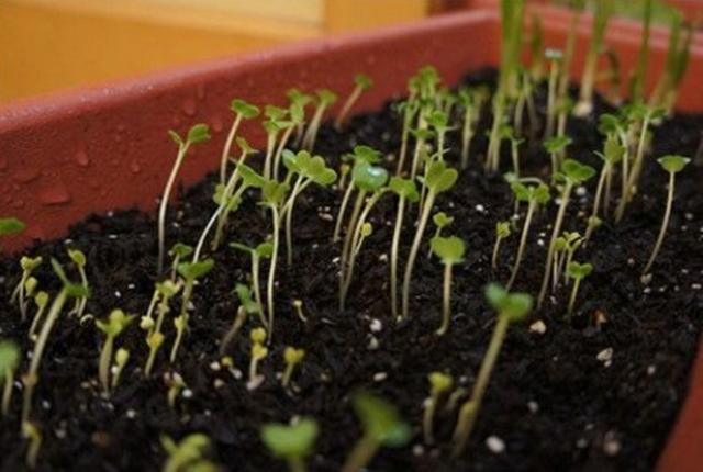 蔬菜又细又弱,简单一个小动作就解决,蔬菜长得壮