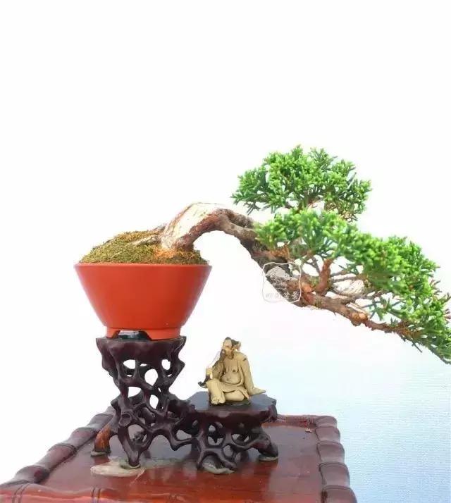 百看不厌的盆景欣赏,盆景欣赏难得一见的绝美盆景艺术