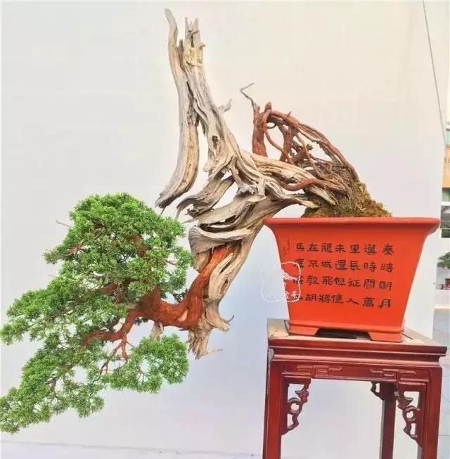 百看不厌的盆景欣赏,盆景欣赏难得一见的绝美盆景艺术