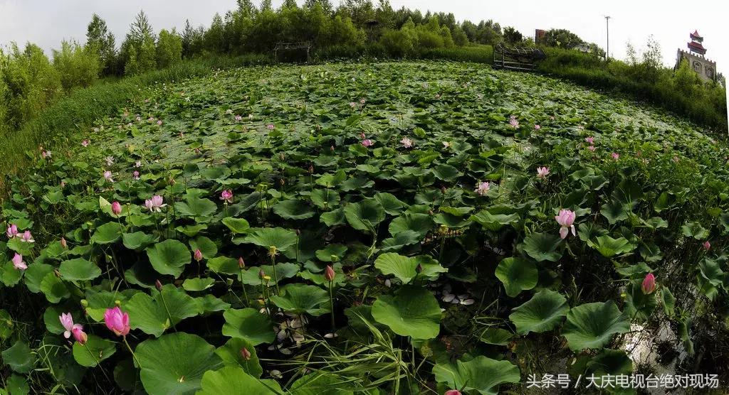 大庆这个城市未来会有发展吗,大庆哪个县发展潜力大