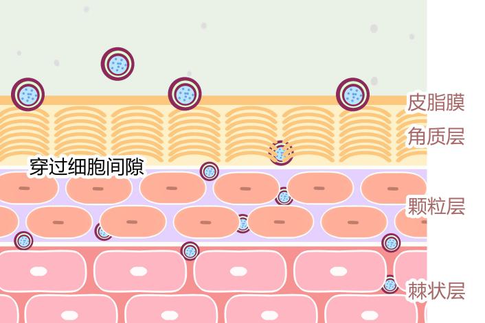 脂质体有哪些特殊应用,脂质体技术在护肤品中的应用