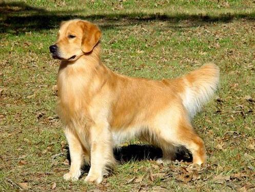 金毛为什么禁止养藏獒,城市禁止养的狗五种大型犬