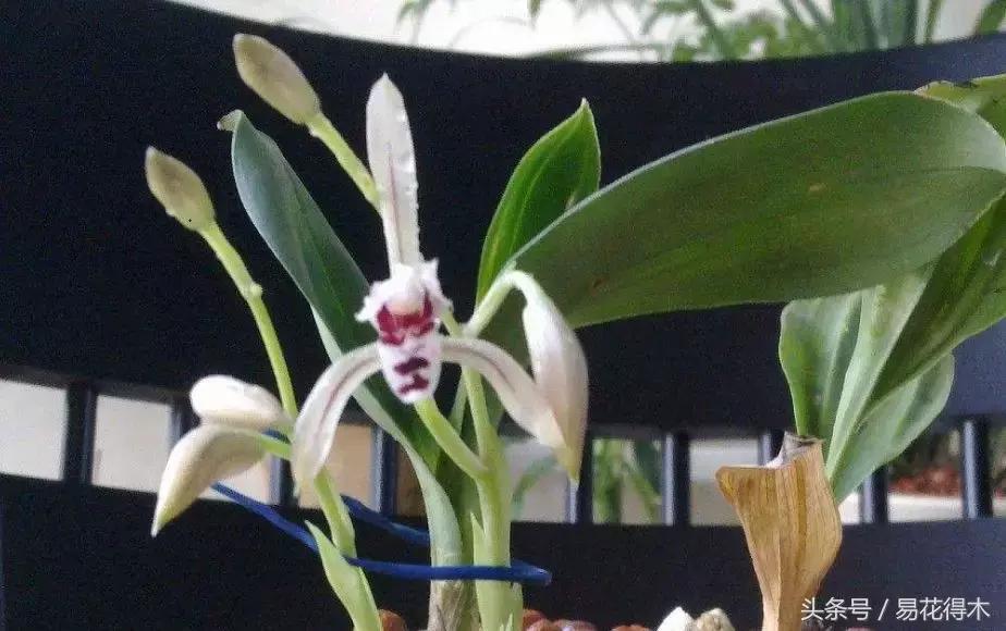 兔耳兰珍稀品种花,什么兰花叶子是兔耳兰